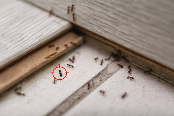 Best Cockroach Control Services  in Woodworth, OH